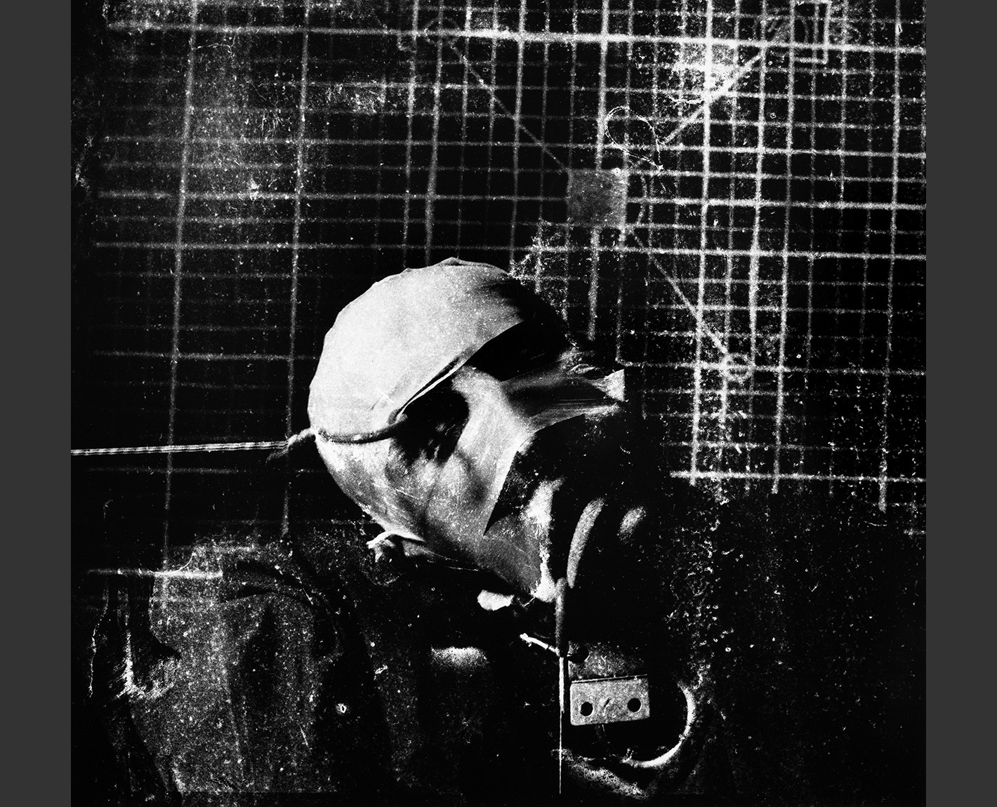 Head Studies, Paul Lowry