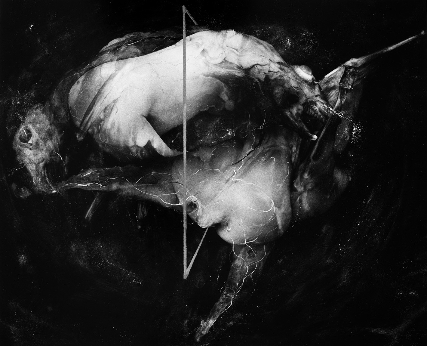 Copulation Studies, Paul Lowry