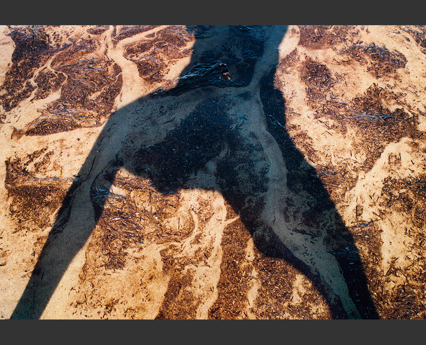 Logos Series from The Biennale, Paul Lowry